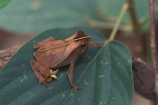 Forest Toad (Rhinella alata)