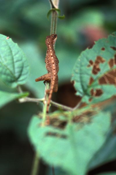 no known English name (Anolis apletophallus)