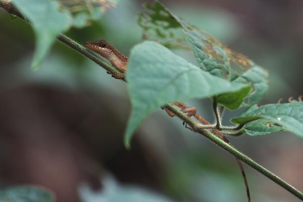 no known English name (Anolis apletophallus)