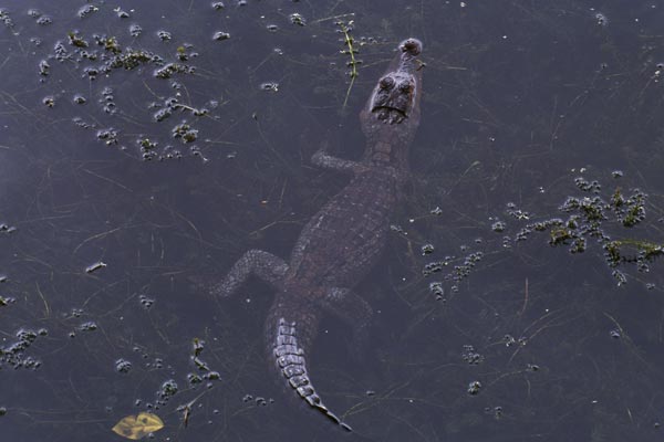 Common Caiman (Caiman crocodilus)