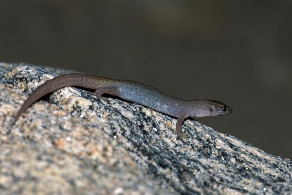 Desert Night Lizard (Xantusia vigilis)