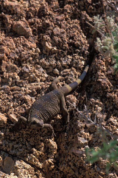 Common Chuckwalla (Sauromalus ater)