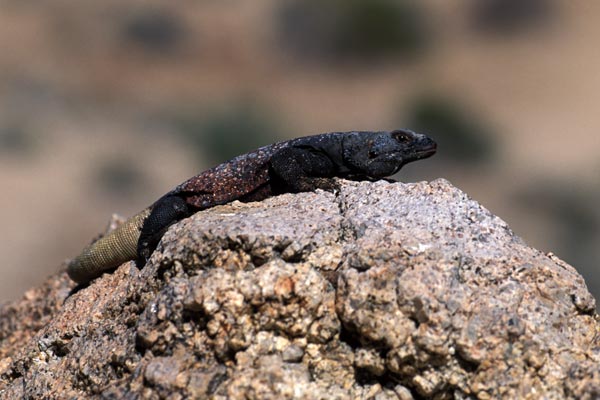 Common Chuckwalla (Sauromalus ater)