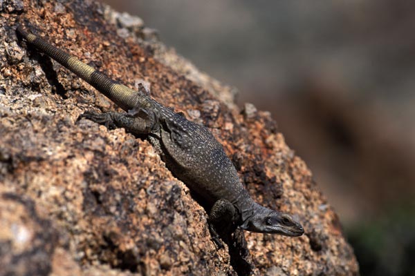 Common Chuckwalla (Sauromalus ater)