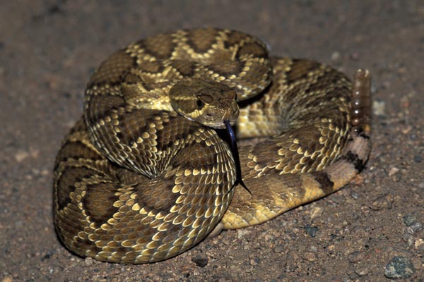 Northern Mohave Rattlesnake (Crotalus scutulatus scutulatus)