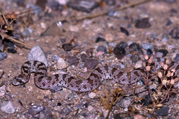 Spotted Leaf-nosed Snake (Phyllorhynchus decurtatus)