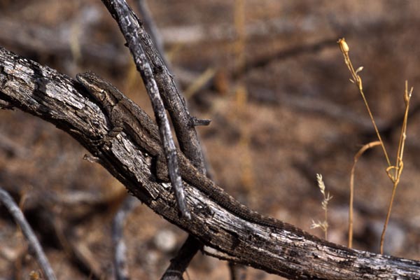 Schott’s Tree Lizard (Urosaurus ornatus schottii)