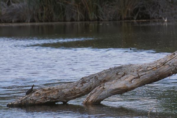 Sonoyta Mud Turtle (Kinosternon sonoriense longifemorale)