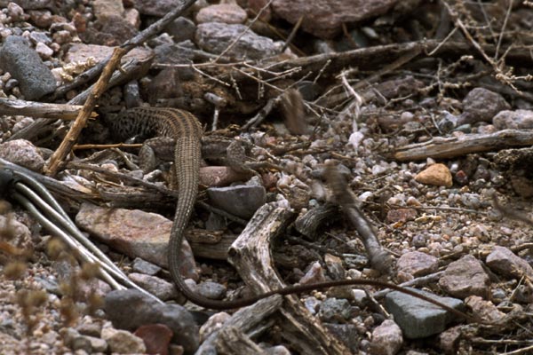 Sonoran Tiger Whiptail (Aspidoscelis tigris punctilinealis)