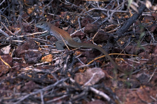 Red-backed Whiptail (Aspidoscelis xanthonota)