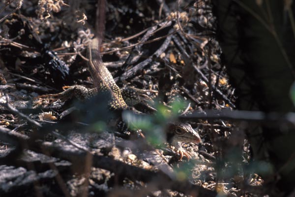 Giant Spotted Whiptail (Aspidoscelis stictogramma)