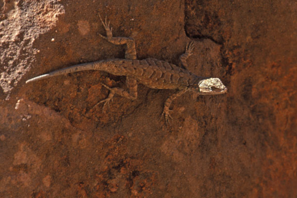 Northern Tree Lizard (Urosaurus ornatus wrighti)