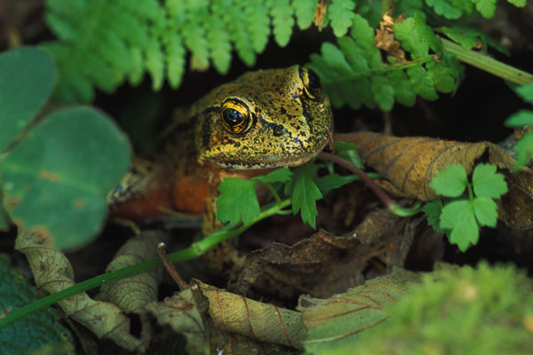 Northern Red-legged Frog (Rana aurora)