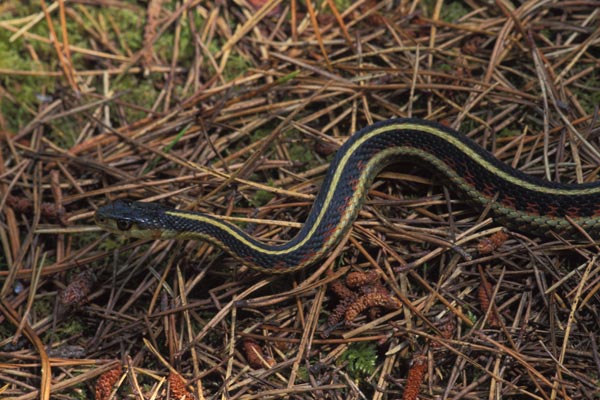 Valley Gartersnake (Thamnophis sirtalis fitchi)