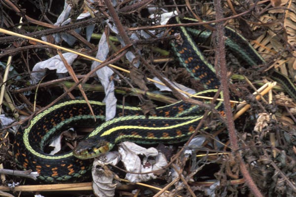 Red-spotted Gartersnake (Thamnophis sirtalis concinnus)