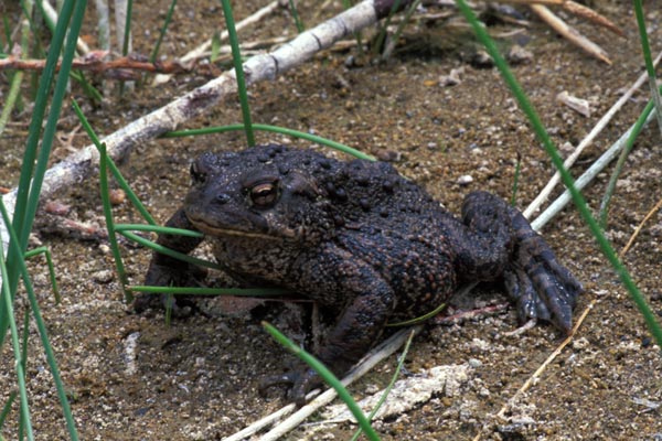 Western Toad (Anaxyrus boreas)