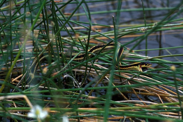 Valley Gartersnake (Thamnophis sirtalis fitchi)