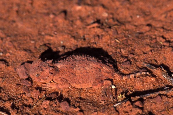 Desert Horned Lizard (Phrynosoma platyrhinos)