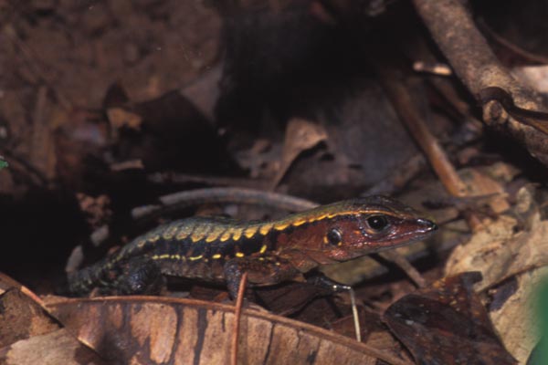 Delicate Ameiva (Holcosus leptophrys)