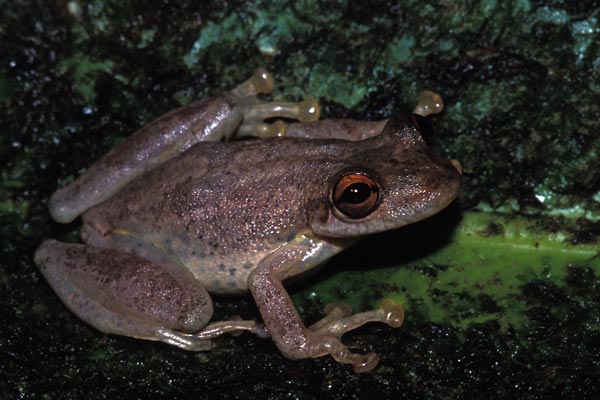 Narrow-headed Treefrog (Scinax elaeochrous)