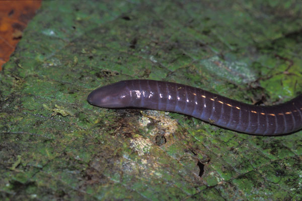 Purple Caecilian (Gymnopis multiplicata)