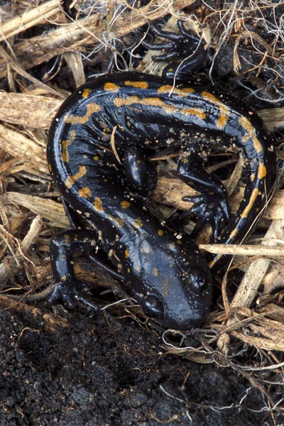 Santa Cruz Long-toed Salamander (Ambystoma macrodactylum croceum)