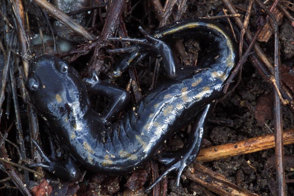 Santa Cruz Long-toed Salamander (Ambystoma macrodactylum croceum)