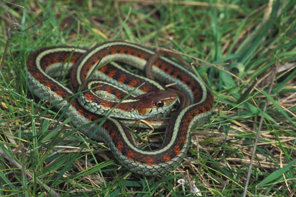 California Red-sided Gartersnake (Thamnophis sirtalis infernalis)