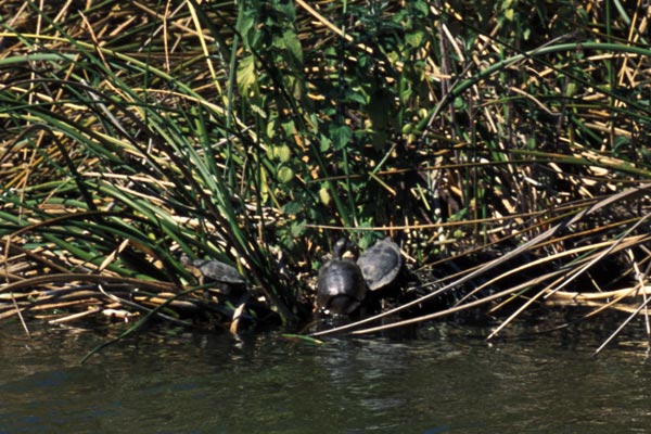 Western Pond Turtle (Actinemys marmorata)