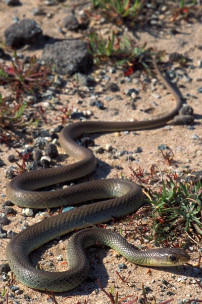 Western Yellow-bellied Racer (Coluber constrictor mormon)