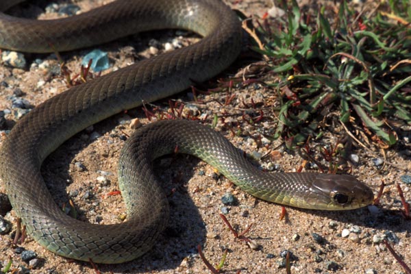 Western Yellow-bellied Racer (Coluber constrictor mormon)