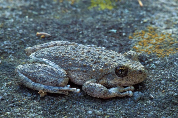 California Treefrog (Pseudacris cadaverina)