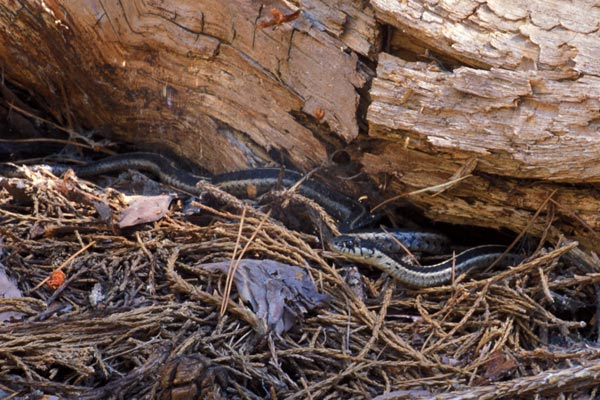 Mountain Gartersnake (Thamnophis elegans elegans)