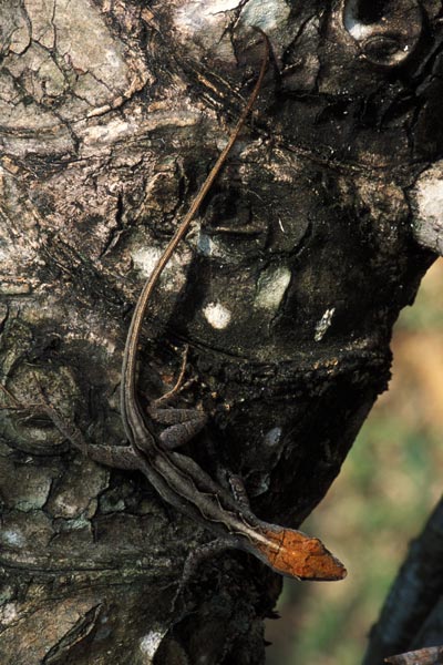 Cuban Brown Anole (Anolis sagrei sagrei)