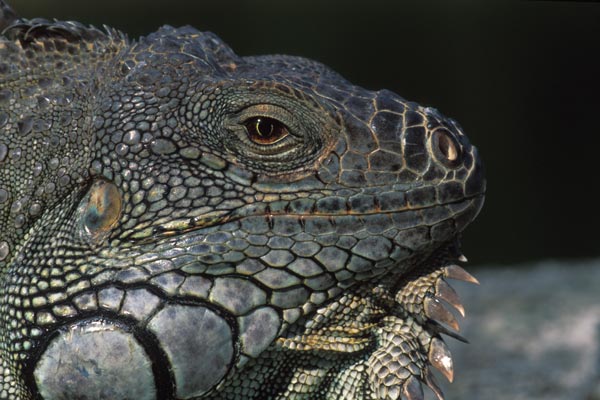 Green Iguana (Iguana iguana)