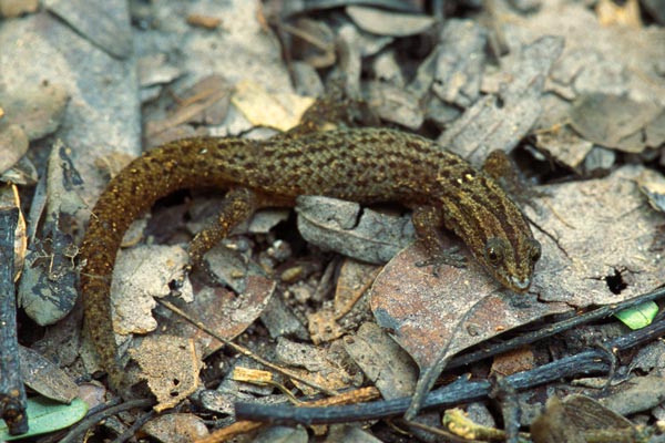 Florida Reef Gecko (Sphaerodactylus notatus notatus)