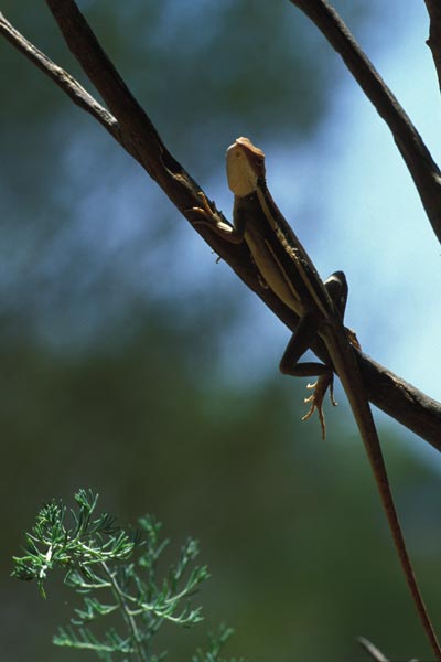 Long-nosed Dragon (Gowidon longirostris)