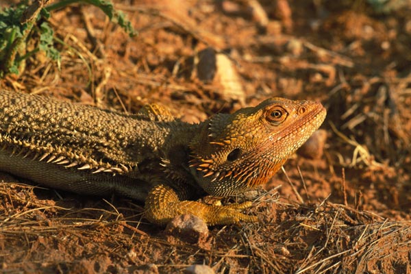 Central Bearded Dragon (Pogona vitticeps)