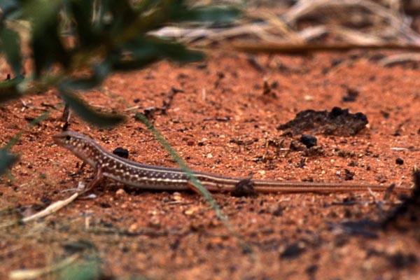 Common Desert Ctenotus (Ctenotus leonhardii)