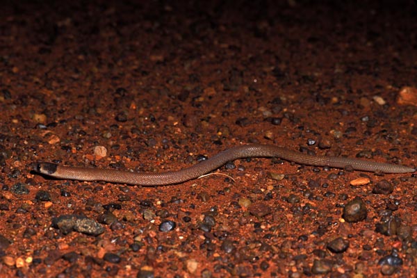 Western Hooded Scaly-foot (Pygopus nigriceps)