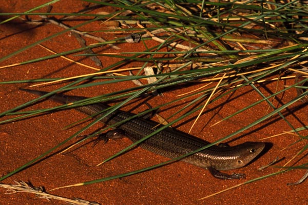 Dusky Ctenotus (Ctenotus helenae)