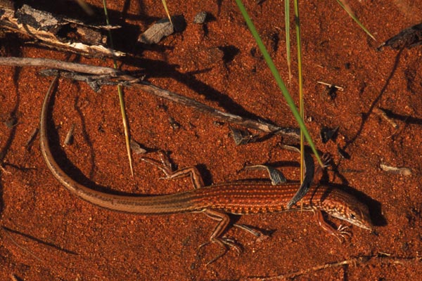 Wedgesnout Ctenotus (Ctenotus brooksi)