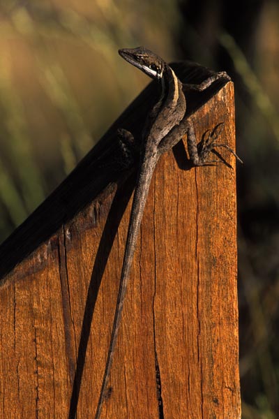 Long-nosed Dragon (Gowidon longirostris)