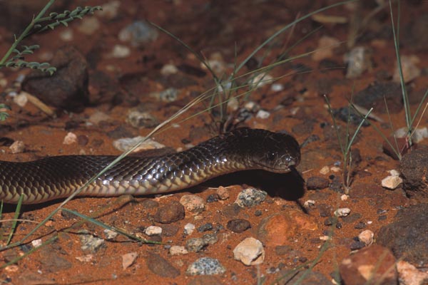 King Brown Snake (Pseudechis australis)