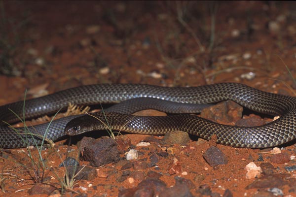 King Brown Snake (Pseudechis australis)