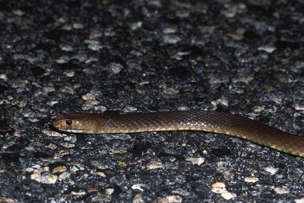 Western Brown Snake (Pseudonaja mengdeni)