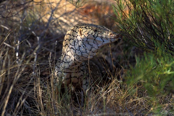 Perentie (Varanus giganteus)