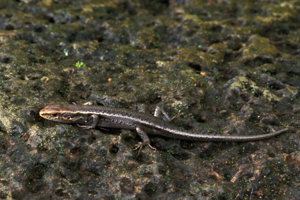 Northern Red-throated Skink (Carlia rubrigularis)