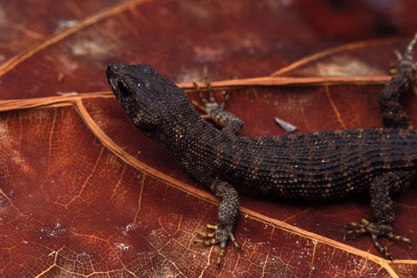 Prickly Forest Skink (Gnypetoscincus queenslandiae)