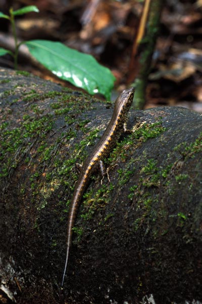 Rainforest Water Skink (Concinnia tigrinus)